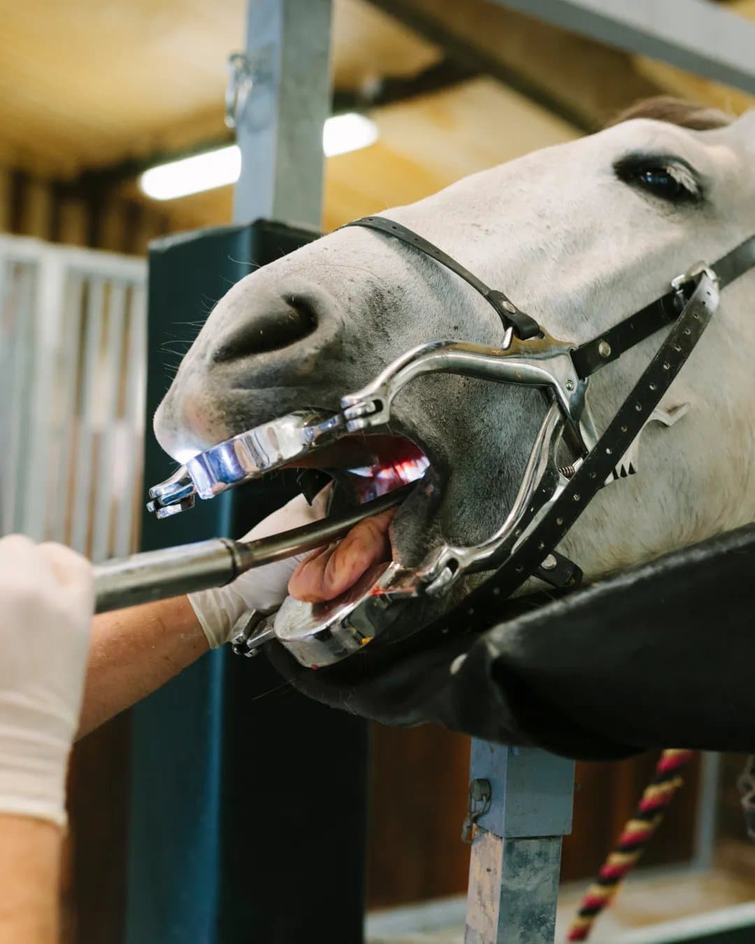Cycle rebooking: horses due this cycle
