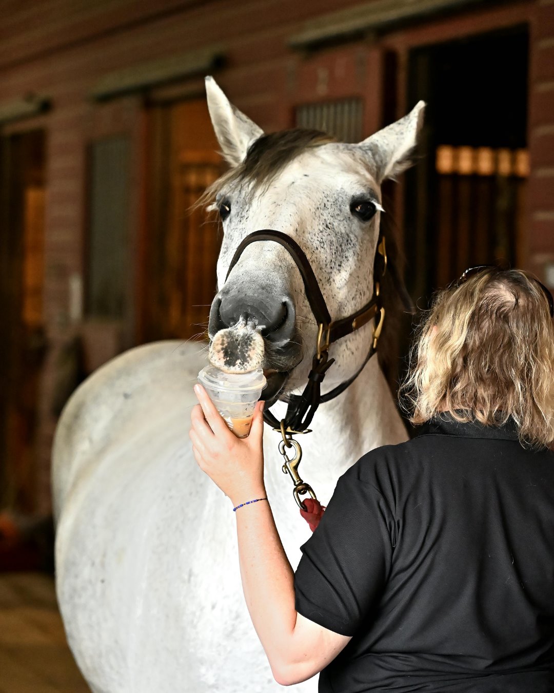 Groom: a mobile equestrian pro at work