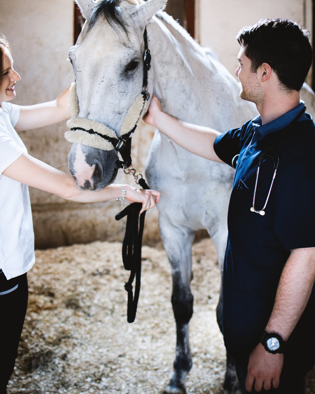 Vet: a mobile equestrian pro at work